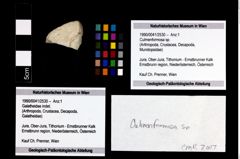 Foto (Objekt + Etikett) von Culmenformosa sp.  (NHMW-GEO-1990-0041-2530)